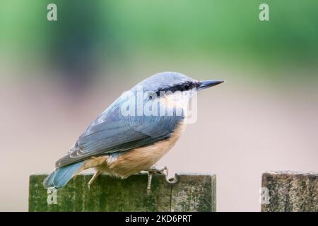 Nuthatch européen, Sitta europaea. Banque D'Images