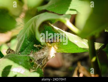 Un oiseau de mer commun (Orthotomus sutorius) nourrit ses poussins dans une plante de figue à feuilles opposées (Ficus hispida) à Tehatta, Bengale-Occidental; Inde le 06/04/2022. (Photo de Soumyabrata Roy/NurPhoto) Banque D'Images