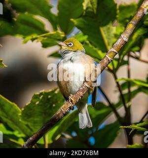 Photo sélective d'un oiseau Silvereye perché sur une branche d'arbre Banque D'Images