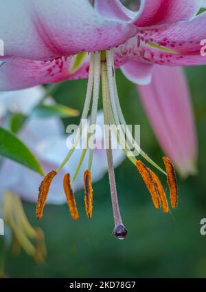 Pistil et les étamines d'un lys rose en fleur Banque D'Images