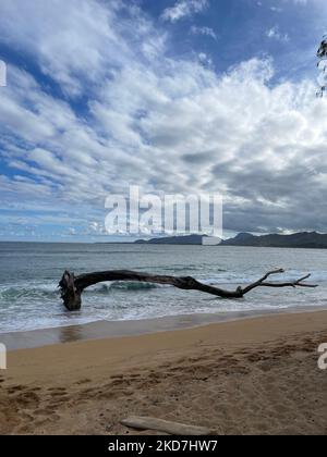 Un cliché vertical d'une grosse branche d'arbre sur la rive d'une plage sous un ciel bleu nuageux Banque D'Images