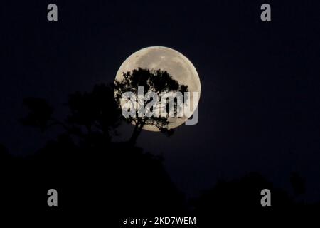 La vue de la superlune vue au lever du soleil, également connue sous le nom de lune rose super, est vue dans le ciel au-dessus de la région du Mont Salak, au nord d'Aceh, sur 17 avril 2022, dans la province d'Aceh, Indonésie. (Photo de Fachrul Reza/NurPhoto) Banque D'Images