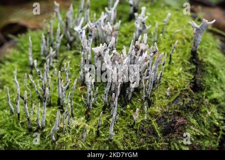 Candlesnuff Xylaria hypoxylon (champignon) Banque D'Images