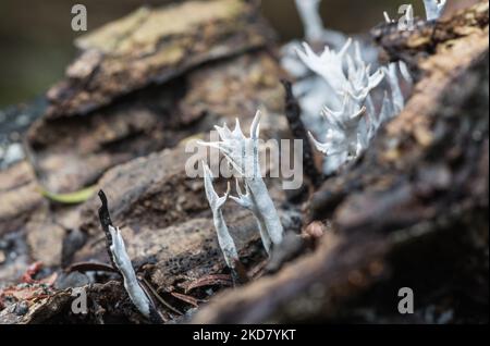 Candlesnuff Xylaria hypoxylon (champignon) Banque D'Images