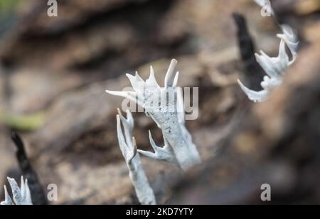 Candlesnuff Xylaria hypoxylon (champignon) Banque D'Images