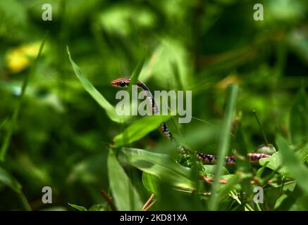 Un serpent à breuque commun (Dendrelaphis tristis) qui peeking à travers le milieu des herbes dans un pré à Tehatta, Bengale-Occidental; Inde le 19/04/2022. (Photo de Soumyabrata Roy/NurPhoto) Banque D'Images