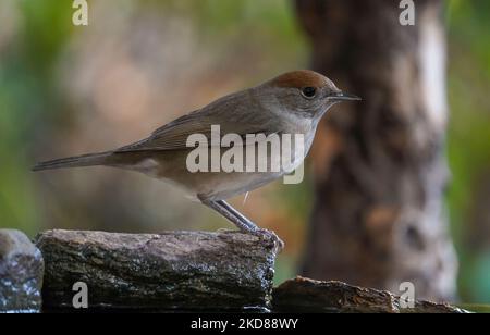 Casquette de noir eurasienne, (Sylvia atricapilla) femelle perchée sur une branche en automne, Espagne. Banque D'Images