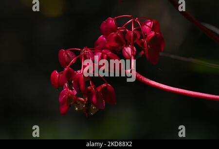 Plante de begonia rouge vue près de l'ancienne ville inca de Machu Picchu situé dans les Andes à une altitude de 2 430 mètres (7 970 pieds). L'icône la plus célèbre de la civilisation inca a été déclarée Sanctuaire historique péruvien en 1981, site du patrimoine mondial de l'UNESCO en 1983, et en 2007 a été ensuite déclarée l'une des sept nouvelles merveilles du monde. Le mercredi 20 avril 2022, dans le Sanctuaire historique de Machu Picchu, province d'Urubamba, Pérou. (Photo par Artur Widak/NurPhoto) Banque D'Images