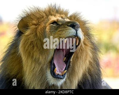 Lion mâle (Panthera leo) à bouche ouverte Banque D'Images