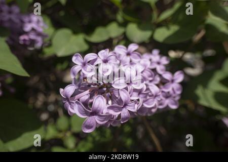 Gros plan au lilas commun scientifiquement connu sous le nom de Syringa vulgaris fleurs de la brousse, une plante célèbre pour son parfum, comme vu à Thessalonique. Les lilas en fleurs sont une espèce de la plante à fleurs de la famille des oliviers Oleaceae, originaire de Grèce et de la péninsule des Balkans, aux couleurs rose, pourpre et violet des pétales de fleurs. En Grèce, le nom commun est Pashalia qui est traduit comme la fleur de Pâques qui fleurit au printemps. Thessalonique, Grèce sur 22 avril 2022 (photo de Nicolas Economou/NurPhoto) Banque D'Images