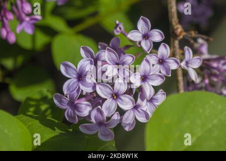 Gros plan au lilas commun scientifiquement connu sous le nom de Syringa vulgaris fleurs de la brousse, une plante célèbre pour son parfum, comme vu à Thessalonique. Les lilas en fleurs sont une espèce de la plante à fleurs de la famille des oliviers Oleaceae, originaire de Grèce et de la péninsule des Balkans, aux couleurs rose, pourpre et violet des pétales de fleurs. En Grèce, le nom commun est Pashalia qui est traduit comme la fleur de Pâques qui fleurit au printemps. Thessalonique, Grèce sur 22 avril 2022 (photo de Nicolas Economou/NurPhoto) Banque D'Images