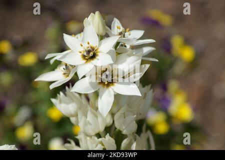 fleurs blanches de l'étoile du lait dans le jardin Banque D'Images