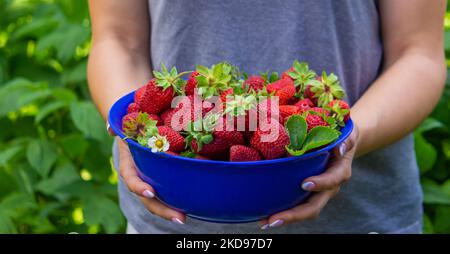 fille paysanne tenant des fraises fraîchement cueillies dans ses mains. La nature sélective Banque D'Images