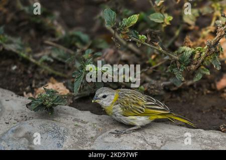 Herbage jaune-Finch (Sicalis luteola) vu à Lima. Le samedi 23 avril 2022, à Lima, au Pérou. (Photo par Artur Widak/NurPhoto) Banque D'Images
