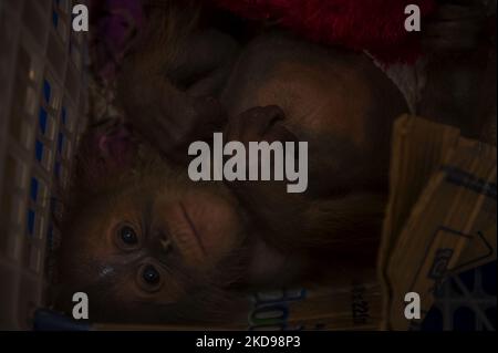 L'équipe de police de la sous-direction IV de la Direction spéciale des enquêtes criminelles de la police nationale a vu des preuves de commerce illicite de la faune sauvage sous la forme d'un bébé mâle Sumatran orangutan (Pongo abelii) dans la région de police de Sumatra Nord en Indonésie, sur 28 avril 2022. Responsable de ?? La sous-direction IV de l'enquête pénale spéciale de la police de Sumatra Nord, le commissaire de police, Poltak YP Simbolon, avec le Centre de conservation des ressources naturelles de Sumatra Nord, l'Eco-projet de Sumatra et les ONG du Programme de conservation de l'Orangutan de Sumatran (SOCP) ont enquêté sur les hommes Banque D'Images