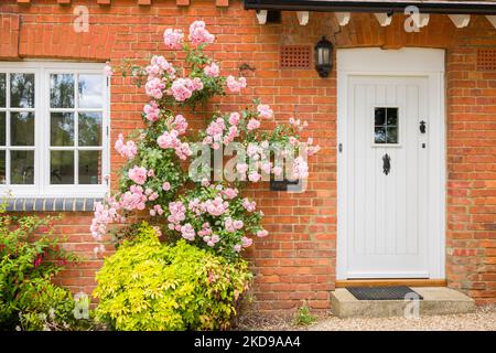 Extérieur de la maison victorienne anglaise avec porte d'entrée, fenêtre en bois et rosier rose. Angleterre, Royaume-Uni Banque D'Images