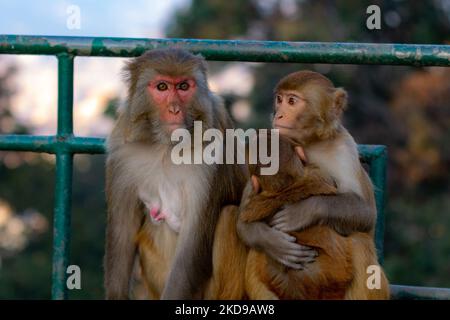 Une jolie famille de singes à fourrure reposant sur un rocher avec une clôture métallique en arrière-plan Banque D'Images