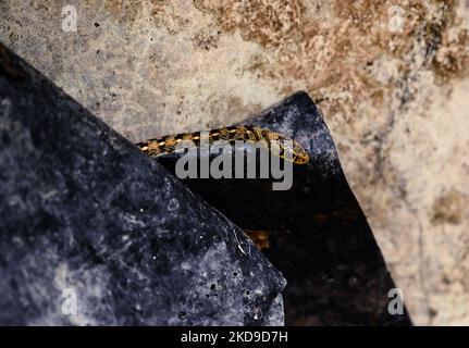 Le calaque à rayures (Amphiesma stolatum) est une espèce de serpent colubrid non venimeux qui se trouve à travers l'Asie. C'est la seule espèce du genre Amphiesma. C'est un serpent typiquement non agressif qui se nourrit de grenouilles et de crapauds. Un serpent à dos de quille rayé est assis torsadé son corps dans l'espace de brique à Tehatta, Bengale occidental, Inde sur 07 mai 2022. (Photo de Soumyabrata Roy/NurPhoto) Banque D'Images