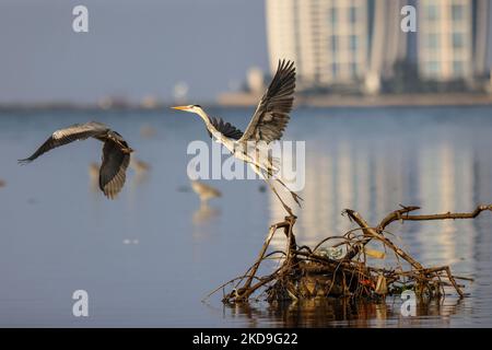 Un héron gris perche sur un tronc le long des détritus sur la côte nord de la forêt protégée de mangrove d'Angke Kapuk à Jakarta, en Indonésie, sur 25 août 2021. (Photo de Garry Lotulung/NurPhoto) Banque D'Images