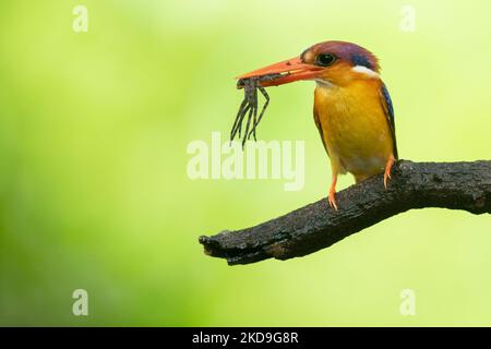 Gros plan d'un kingfisher nain oriental tenant sa proie dans son bec orange Banque D'Images