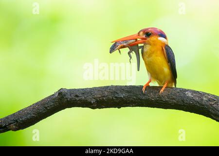 Gros plan d'un kingfisher nain oriental tenant un lézard dans son bec orange Banque D'Images