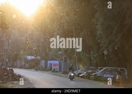 Le 10 mai 2022, un homme marche en brise et transporte des vagues de pollen de peuplier russe féminin frais à Sopore, district de Baramulla Jammu-et-Cachemire en Inde. œPollen l'allergie est un danger saisonnier pour la santé au Cachemire pendant les mois de printemps. Les symptômes vont de l'irritation nasale ou des brûlures, des yeux aqueux et des rougeurs et des éruptions cutanées (photo de Nasir Kachroo/NurPhoto) Banque D'Images