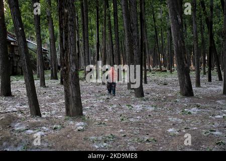 Le 10 mai 2022, une femme marche en brise et transporte des vagues de pollen de peuplier russe à Sopore, district de Baramulla Jammu-et-Cachemire en Inde. œPollen l'allergie est un danger saisonnier pour la santé au Cachemire pendant les mois de printemps. Les symptômes vont de l'irritation nasale ou des brûlures, des yeux aqueux et des rougeurs et des éruptions cutanées (photo de Nasir Kachroo/NurPhoto) Banque D'Images