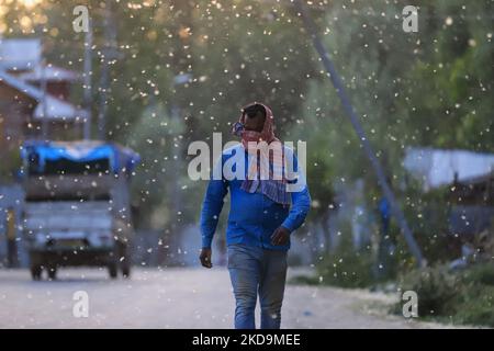 Le 10 mai 2022, un homme marche en brise et transporte des vagues de pollen de peuplier russe féminin frais à Sopore, district de Baramulla Jammu-et-Cachemire en Inde. œPollen l'allergie est un danger saisonnier pour la santé au Cachemire pendant les mois de printemps. Les symptômes vont de l'irritation nasale ou des brûlures, des yeux aqueux et des rougeurs et des éruptions cutanées (photo de Nasir Kachroo/NurPhoto) Banque D'Images