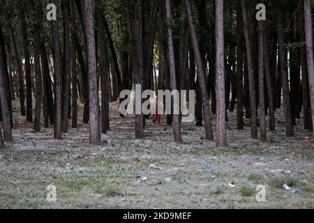 Le 10 mai 2022, une femme marche en brise et transporte des vagues de pollen de peuplier russe à Sopore, district de Baramulla Jammu-et-Cachemire en Inde. œPollen l'allergie est un danger saisonnier pour la santé au Cachemire pendant les mois de printemps. Les symptômes vont de l'irritation nasale ou des brûlures, des yeux aqueux et des rougeurs et des éruptions cutanées (photo de Nasir Kachroo/NurPhoto) Banque D'Images