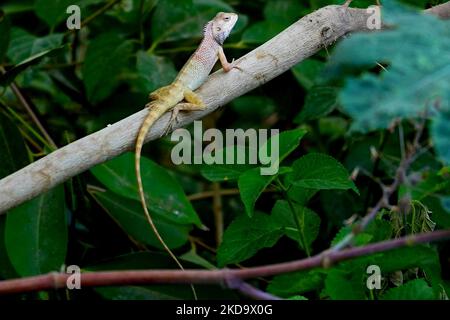 Un Chameleon est assis sur un arbre à Ajmer, Rajasthan, Inde, le 13 mai 2022. (Photo par Himanshu Sharma/NurPhoto) Banque D'Images