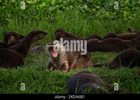 Des naines de loutre recouvertes d'un revêtement lisse tout en se reposant sous un arbre dans les jardins près de la baie de 17 mai 2022 à Singapour. Les loutres sauvages font leur retour dans l'état urbain de la ville, le nombre croissant d'animaux marins semant des inquiétudes au sujet de la surpopulation. (Photo de Suhaimi Abdullah/NurPhoto) Banque D'Images