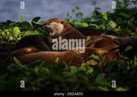 Des naines de loutre recouvertes d'un revêtement lisse tout en se reposant sous un arbre dans les jardins près de la baie de 18 mai 2022 à Singapour. Les loutres sauvages font leur retour dans l'état urbain de la ville, le nombre croissant d'animaux marins semant des inquiétudes au sujet de la surpopulation. (Photo de Suhaimi Abdullah/NurPhoto) Banque D'Images