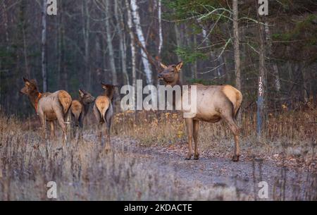 Elk à Clam Lake, Wisconsin. Banque D'Images