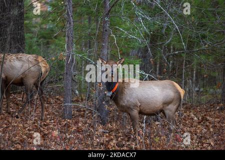 Wapiti de vache à Clam Lake, Wisconsin. Banque D'Images