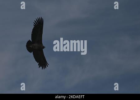 Le condor andin s'évertue sur le canyon de Colca, dans le sud du Pérou, le samedi 9 avril 2022, à Chivay, province de Caylloma, Département d'Arequipa, Pérou. (Photo par Artur Widak/NurPhoto) Banque D'Images