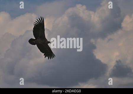 Le condor andin s'évertue sur le canyon de Colca, dans le sud du Pérou, le samedi 9 avril 2022, à Chivay, province de Caylloma, Département d'Arequipa, Pérou. (Photo par Artur Widak/NurPhoto) Banque D'Images