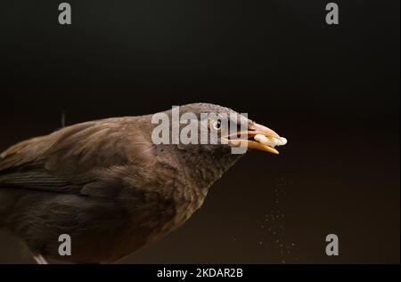 La Jungle Babbler (Turdoides striata) est un membre de la famille des Leiothrichidae qui se trouvent dans le sous-continent indien. Un groupe d'oiseaux de brousse de la jungle, connu sous le nom de 'Sœurs pair', mange des grains et certains sont enflés leur corps à Tehatta, Bengale-Occidental; Inde le 22/05/2022. (Photo de Soumyabrata Roy/NurPhoto) Banque D'Images