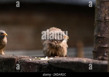 La Jungle Babbler (Turdoides striata) est un membre de la famille des Leiothrichidae qui se trouvent dans le sous-continent indien. Un groupe d'oiseaux de brousse de la jungle, connu sous le nom de 'Sœurs pair', mange des grains et certains sont enflés leur corps à Tehatta, Bengale-Occidental; Inde le 22/05/2022. (Photo de Soumyabrata Roy/NurPhoto) Banque D'Images