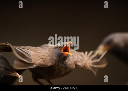 La Jungle Babbler (Turdoides striata) est un membre de la famille des Leiothrichidae qui se trouvent dans le sous-continent indien. Un groupe d'oiseaux de brousse de la jungle, connu sous le nom de 'Sœurs pair', mange des grains et certains sont enflés leur corps à Tehatta, Bengale-Occidental; Inde le 22/05/2022. (Photo de Soumyabrata Roy/NurPhoto) Banque D'Images