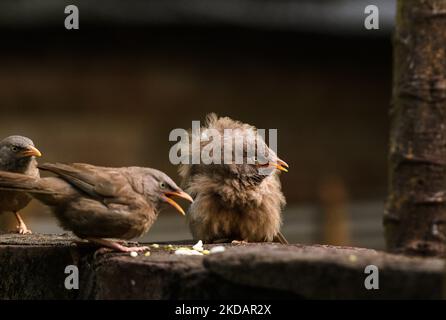 La Jungle Babbler (Turdoides striata) est un membre de la famille des Leiothrichidae qui se trouvent dans le sous-continent indien. Un groupe d'oiseaux de brousse de la jungle, connu sous le nom de 'Sœurs pair', mange des grains et certains sont enflés leur corps à Tehatta, Bengale-Occidental; Inde le 22/05/2022. (Photo de Soumyabrata Roy/NurPhoto) Banque D'Images