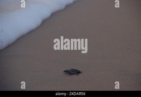 Les jeunes tortues Olive Ridley sont vues sur la plage de l'embouchure de la rivière Rushikulya sur la côte est de la baie de la mer du bengale lorsqu'elles pénètrent dans l'eau de mer lors de leur éclosion massive. (Photo par STR/NurPhoto) Banque D'Images