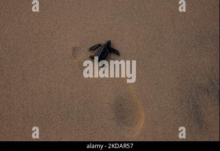 Les jeunes tortues Olive Ridley sont vues sur la plage de l'embouchure de la rivière Rushikulya sur la côte est de la baie de la mer du bengale lorsqu'elles pénètrent dans l'eau de mer lors de leur éclosion massive. (Photo par STR/NurPhoto) Banque D'Images