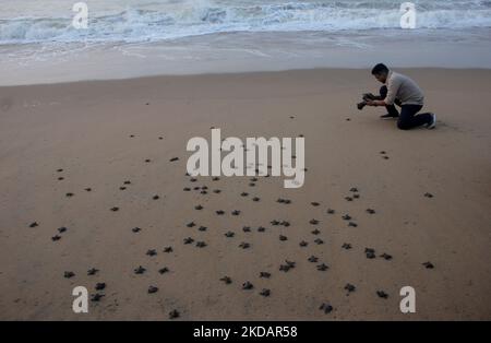 Les jeunes tortues Olive Ridley sont vues sur la plage de l'embouchure de la rivière Rushikulya sur la côte est de la baie de la mer du bengale lorsqu'elles pénètrent dans l'eau de mer lors de leur éclosion massive. (Photo par STR/NurPhoto) Banque D'Images