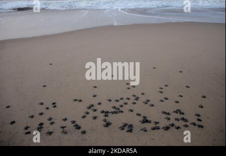 Les jeunes tortues Olive Ridley sont vues sur la plage de l'embouchure de la rivière Rushikulya sur la côte est de la baie de la mer du bengale lorsqu'elles pénètrent dans l'eau de mer lors de leur éclosion massive. (Photo par STR/NurPhoto) Banque D'Images