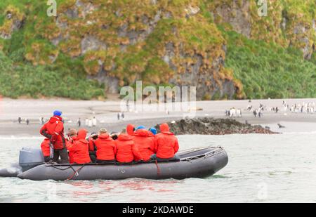 Un Zodiac / bateau gonflable avec des touristes antarctiques dans des parkas rouges observe des pingouins sur la côte de la Géorgie du Sud Banque D'Images