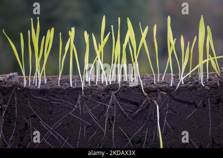 Pousses germées d'orge et de blé dans le sol avec racines. Arrière-plan flou. Banque D'Images