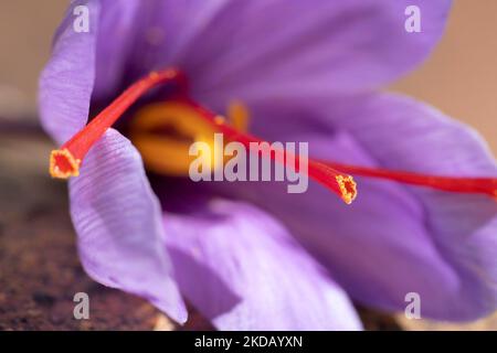 Gros plan des fleurs de Saffron dans un champ. Crocus sativus, crocus safran, pétales de safran délicats. Fleurs de crocus de safran Banque D'Images