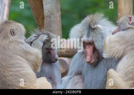 Un groupe de babouins (papio) assis ensemble et se loutre Banque D'Images