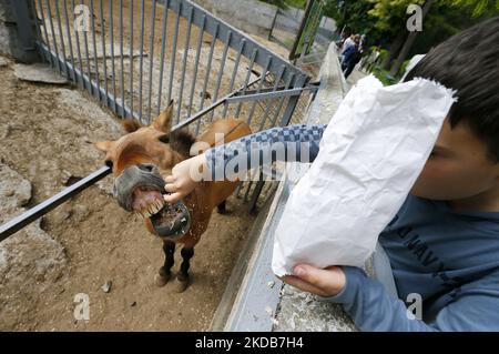 Un garçon nourrit un cheval au zoo d'Odesa, à Odesa, en Ukraine, le 29 mai 2022. Le zoo d'Odessa est situé près du marché de Privoz depuis 1938. La collection du zoo d'Odesa contient plus de 260 espèces, environ 1570 spécimens d'animaux, dont environ 50 espèces inscrites dans le Livre rouge de l'Ukraine et le Livre rouge international, comme les médias l'ont informé. (Photo par STR/NurPhoto) Banque D'Images