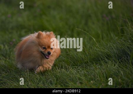 Andrzej, un chien de Poméranie de six ans qui court sur l'herbe près du château royal de Wawel. Samedi, 28 mai 2022, à Cracovie, en Pologne. (Photo par Artur Widak/NurPhoto) Banque D'Images